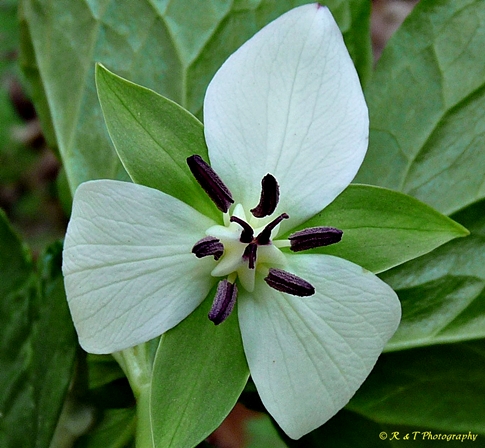 {Trillium rugelii}